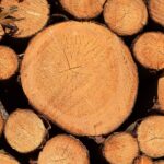 tree rings cross section