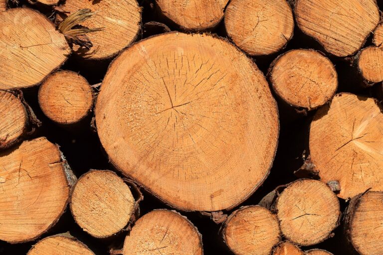 tree rings cross section